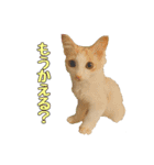 風太が喋るスタンプ（個別スタンプ：13）