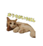 風太が喋るスタンプ（個別スタンプ：15）