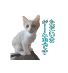 風太が喋るスタンプ（個別スタンプ：16）