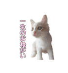 風太が喋るスタンプ（個別スタンプ：18）