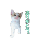 風太が喋るスタンプ（個別スタンプ：19）