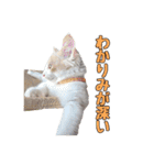 風太が喋るスタンプ（個別スタンプ：28）
