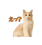 風太が喋るスタンプ（個別スタンプ：29）