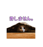 風太が喋るスタンプ（個別スタンプ：31）