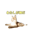 風太が喋るスタンプ（個別スタンプ：33）