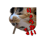 ゆずりんTVスタンプ(みかん)（個別スタンプ：5）
