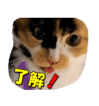 ゆずりんTVスタンプ(みかん)（個別スタンプ：7）