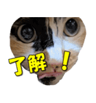ゆずりんTVスタンプ(みかん)（個別スタンプ：8）