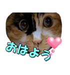 ゆずりんTVスタンプ(みかん)（個別スタンプ：12）