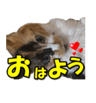 ゆずりんTVスタンプ(みかん)（個別スタンプ：13）