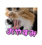ゆずりんTVスタンプ(みかん)（個別スタンプ：15）