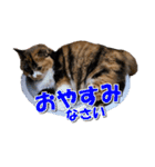 ゆずりんTVスタンプ(みかん)（個別スタンプ：16）