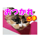 ゆずりんTVスタンプ(みかん)（個別スタンプ：20）