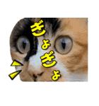 ゆずりんTVスタンプ(みかん)（個別スタンプ：25）