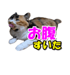 ゆずりんTVスタンプ(みかん)（個別スタンプ：28）