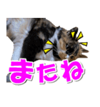 ゆずりんTVスタンプ(みかん)（個別スタンプ：37）