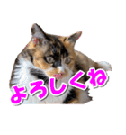 ゆずりんTVスタンプ(みかん)（個別スタンプ：38）