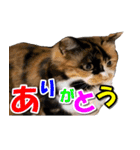 ゆずりんTVスタンプ(みかん)（個別スタンプ：39）