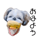 シーズー犬ぴゅりちゃん（個別スタンプ：1）