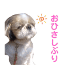 シーズー犬ぴゅりちゃん（個別スタンプ：4）