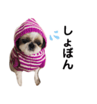 シーズー犬ぴゅりちゃん（個別スタンプ：5）
