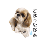 シーズー犬ぴゅりちゃん（個別スタンプ：6）