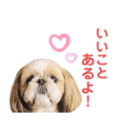 シーズー犬ぴゅりちゃん（個別スタンプ：7）