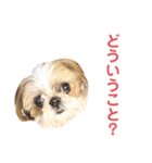 シーズー犬ぴゅりちゃん（個別スタンプ：8）