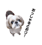 シーズー犬ぴゅりちゃん（個別スタンプ：10）