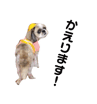 シーズー犬ぴゅりちゃん（個別スタンプ：11）