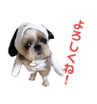 シーズー犬ぴゅりちゃん（個別スタンプ：12）