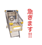 シーズー犬ぴゅりちゃん（個別スタンプ：13）