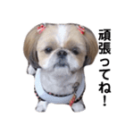 シーズー犬ぴゅりちゃん（個別スタンプ：14）