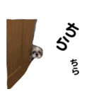 シーズー犬ぴゅりちゃん（個別スタンプ：15）