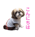 シーズー犬ぴゅりちゃん（個別スタンプ：16）