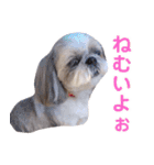 シーズー犬ぴゅりちゃん（個別スタンプ：17）