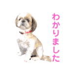 シーズー犬ぴゅりちゃん（個別スタンプ：18）