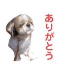 シーズー犬ぴゅりちゃん（個別スタンプ：19）