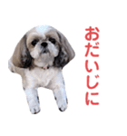 シーズー犬ぴゅりちゃん（個別スタンプ：20）