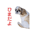 シーズー犬ぴゅりちゃん（個別スタンプ：21）