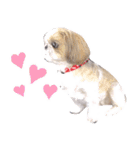 シーズー犬ぴゅりちゃん（個別スタンプ：22）