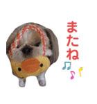 シーズー犬ぴゅりちゃん（個別スタンプ：23）
