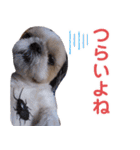 シーズー犬ぴゅりちゃん（個別スタンプ：24）