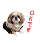 シーズー犬ぴゅりちゃん（個別スタンプ：25）