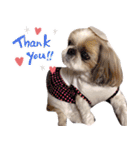 シーズー犬ぴゅりちゃん（個別スタンプ：26）