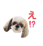 シーズー犬ぴゅりちゃん（個別スタンプ：27）