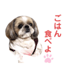 シーズー犬ぴゅりちゃん（個別スタンプ：28）