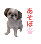 シーズー犬ぴゅりちゃん（個別スタンプ：29）