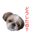 シーズー犬ぴゅりちゃん（個別スタンプ：30）