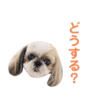 シーズー犬ぴゅりちゃん（個別スタンプ：31）